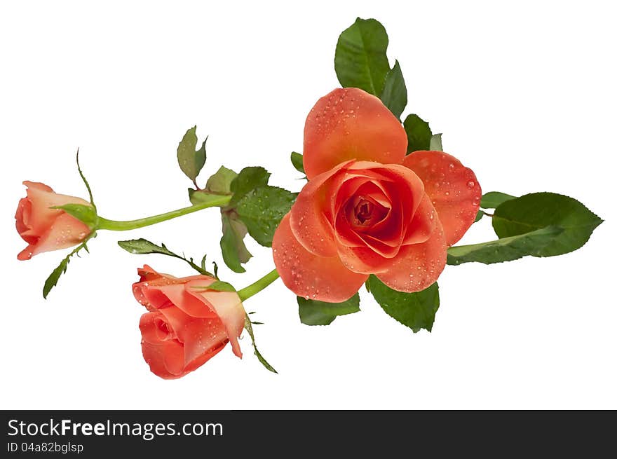 Three beautiful golden roses on white isolated background. Three beautiful golden roses on white isolated background