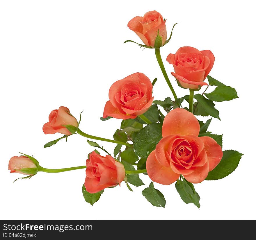 Seven beautiful golden roses on white isolated background. Seven beautiful golden roses on white isolated background