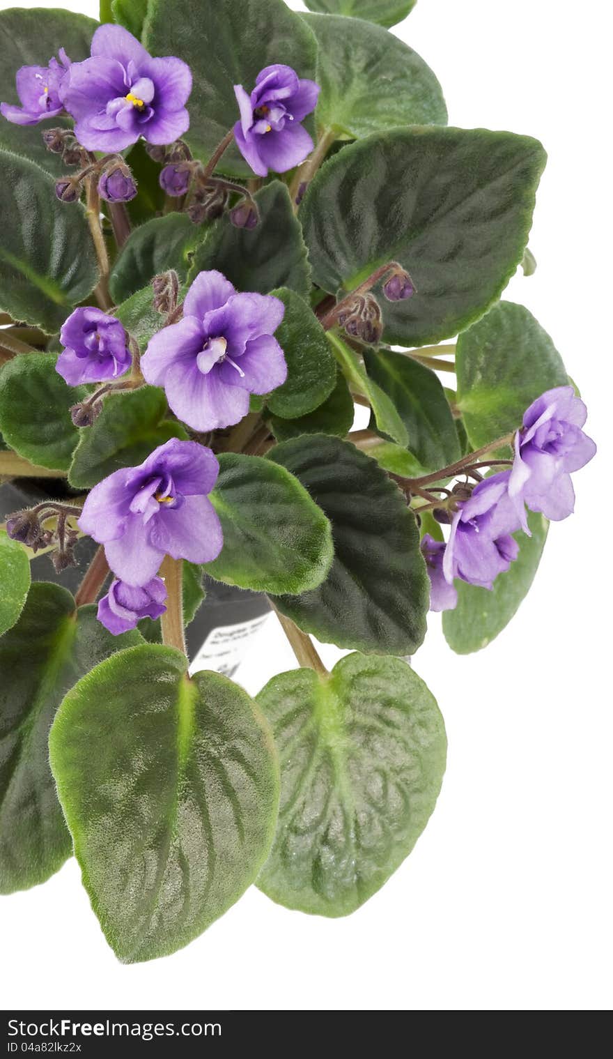 Violets on white isolated background. Violets on white isolated background