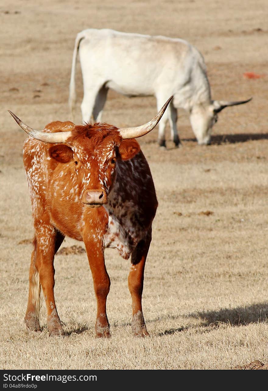 Curious cow