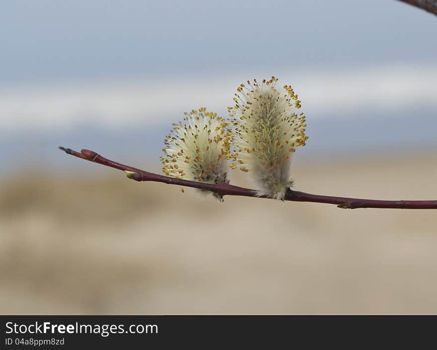 Blossoming willow against sand and water