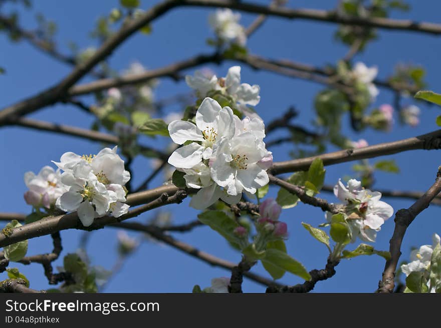 Branch of blossoming apple-tree in spring