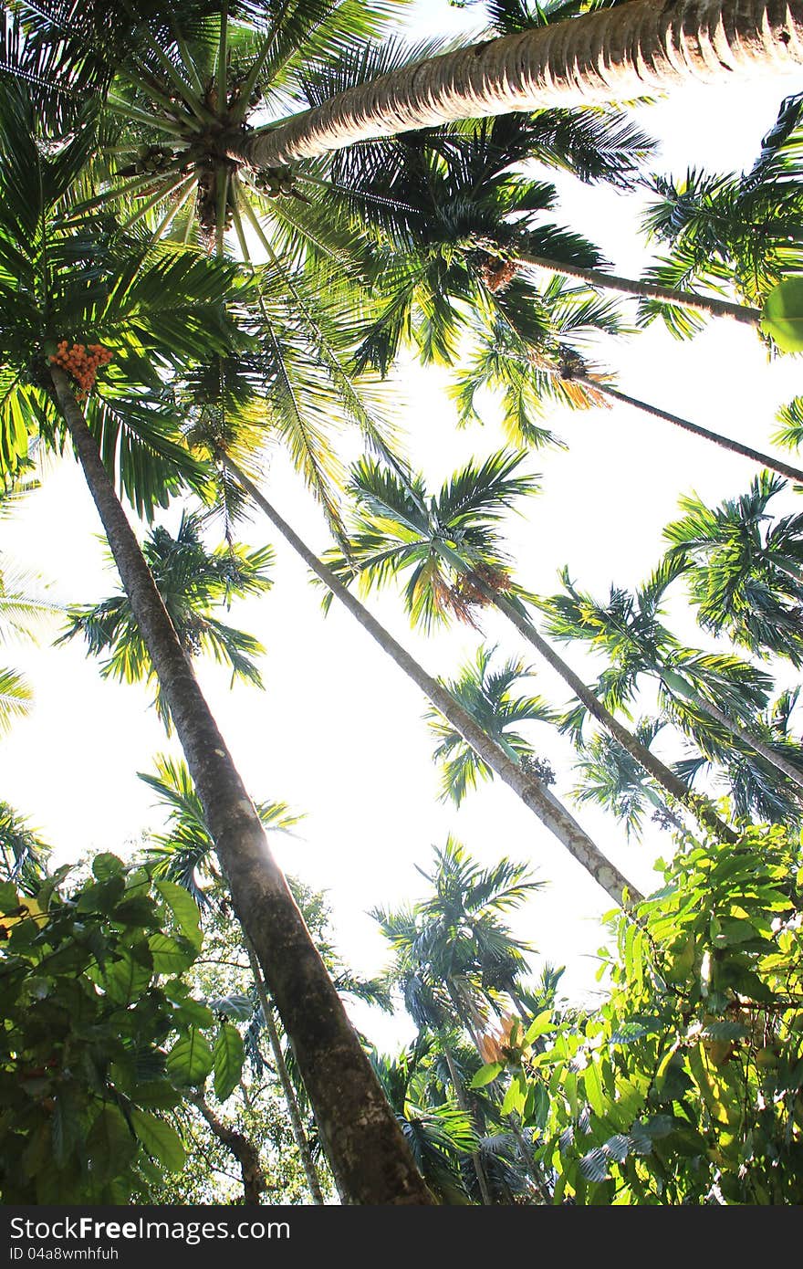 Coconut palm trees and sky with the sun taken from above