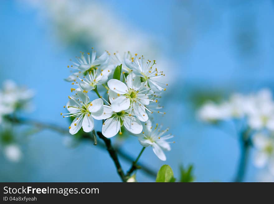 Blooming blackthorn tree