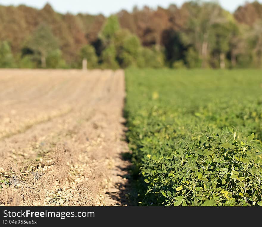 Rows of peanut crops