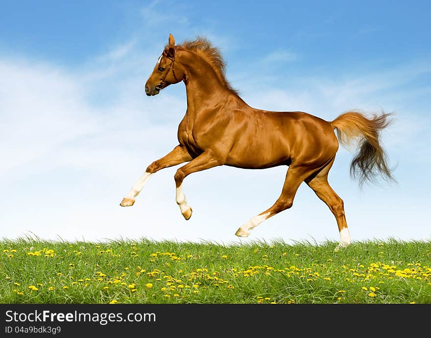 Chestnut horse gallops in field in summer.