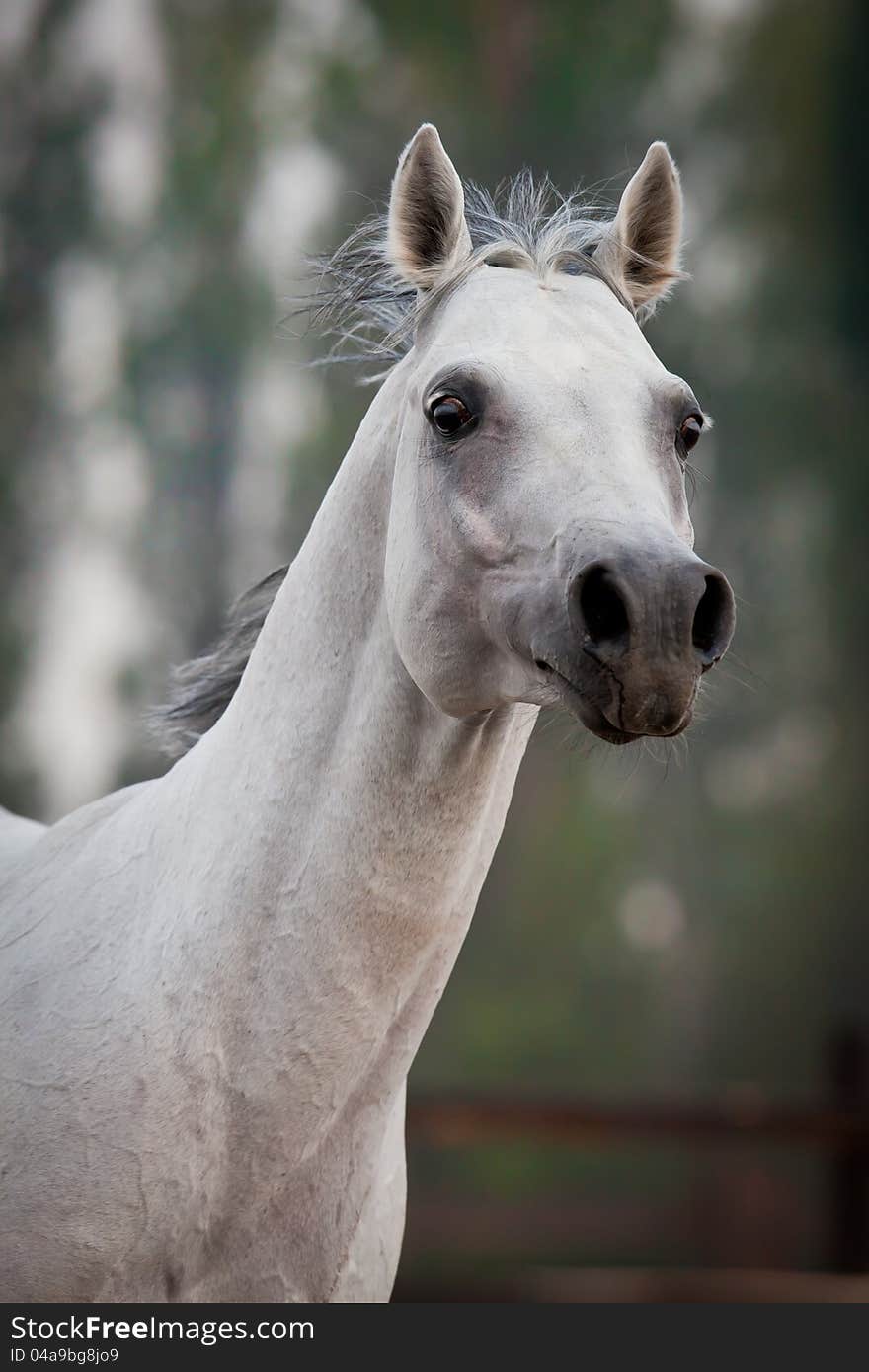 Arabian horse runs in field at summer.