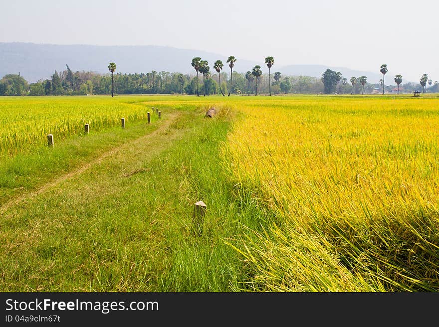 Paddy land with landmark stone and toddy palm tree