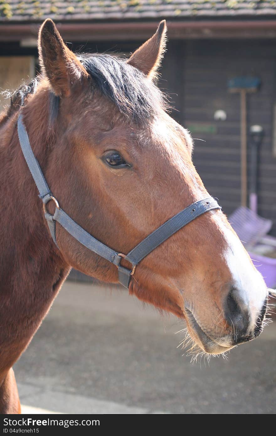 A brown horse's head in the sun. A brown horse's head in the sun