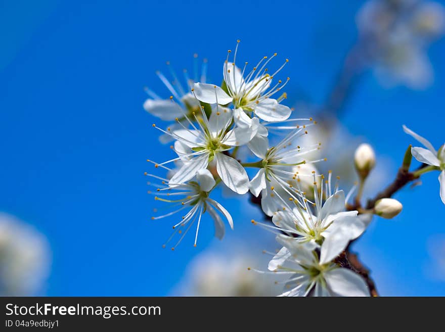 Beautiful blooming blackthorn branch in spring. Beautiful blooming blackthorn branch in spring