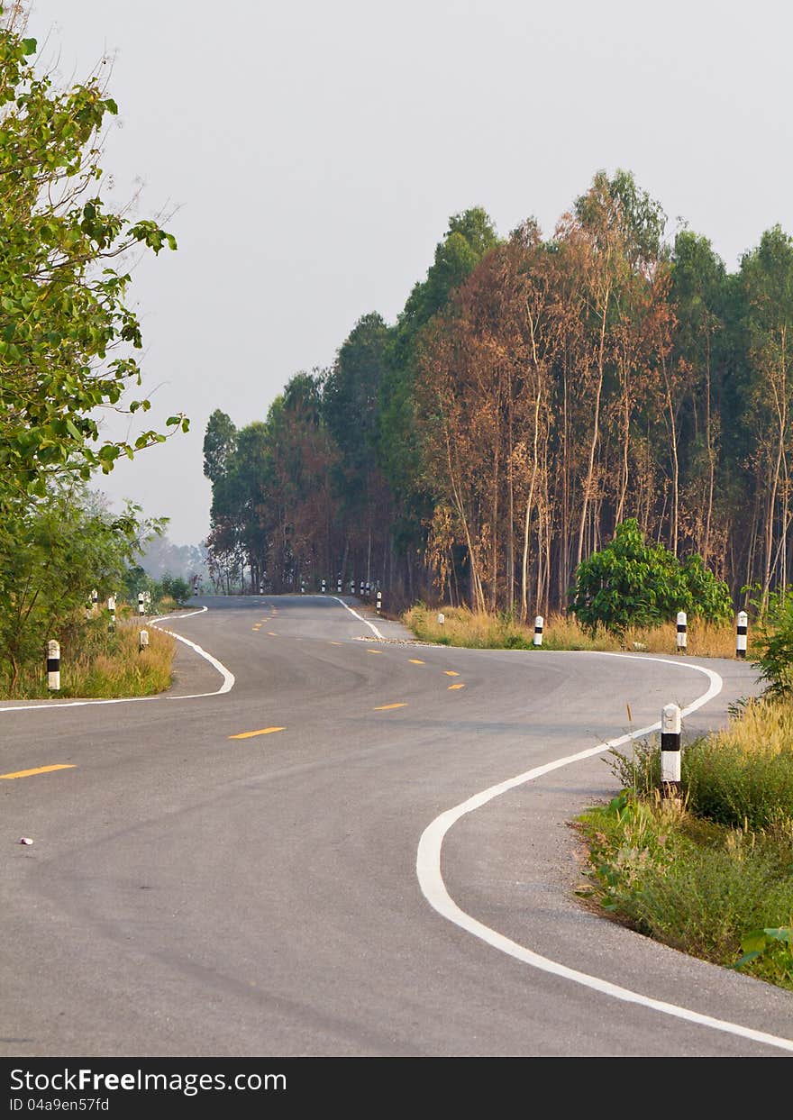 Sharp curve road with Eucalyptus wood, Thailand