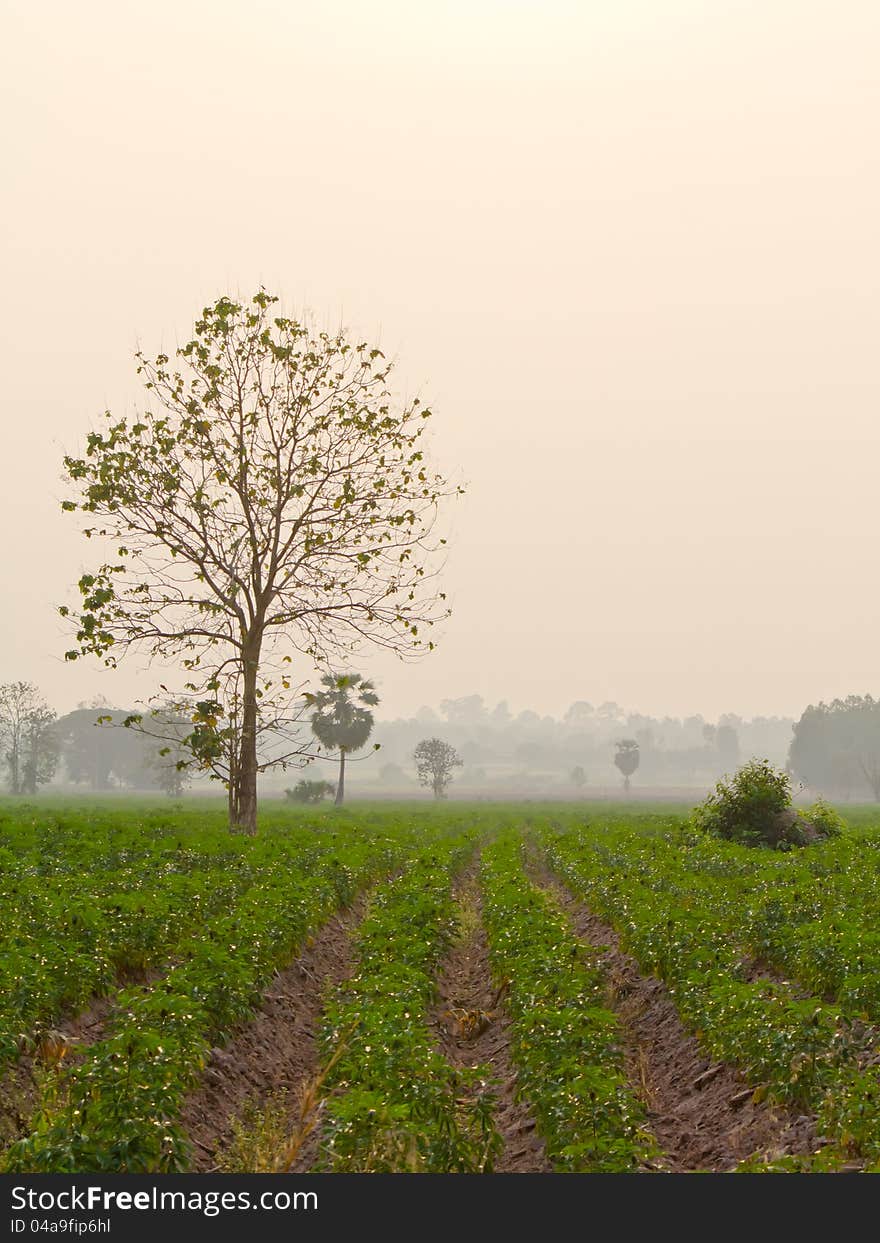 Single dried tree in cassava farm