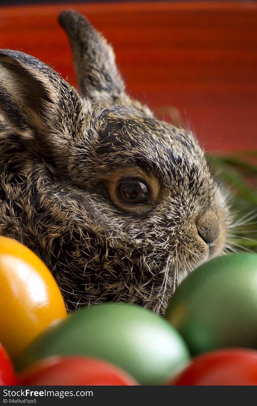 Easter bunny and eggs on grass. Easter bunny and eggs on grass