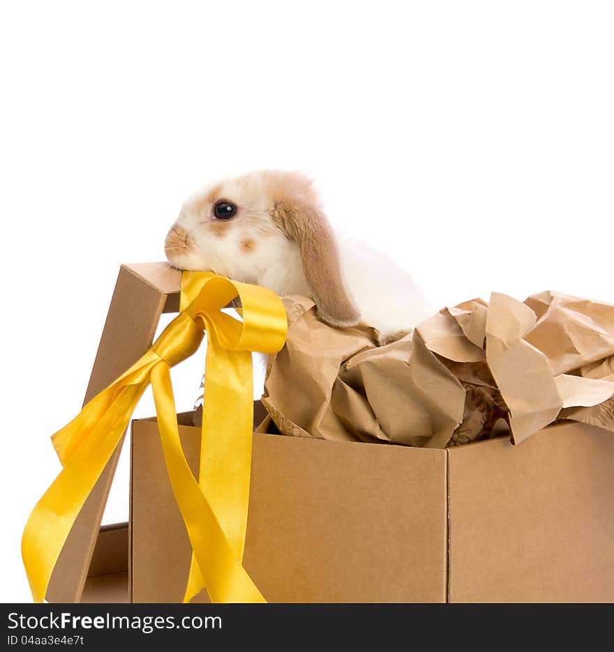 Bunny In A Gift Box With A Yellow Ribbon