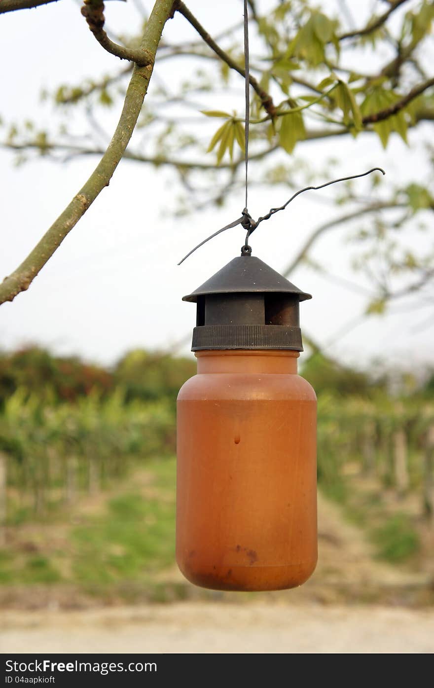 A sweet and sour liquid insecticidal tank hanged on the fruit tree.