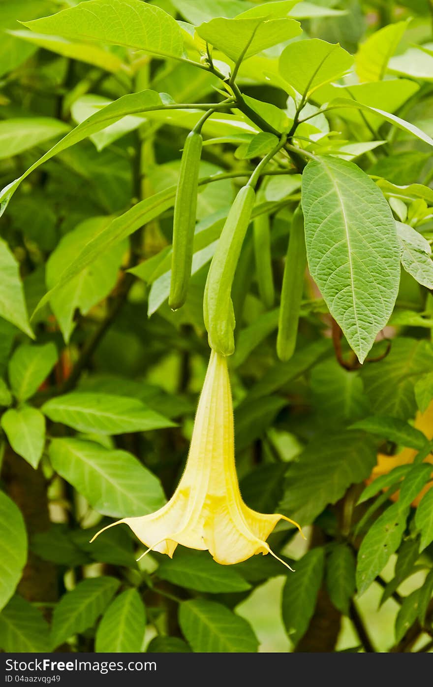 A close up of a wild Datura Stramonium blossom.