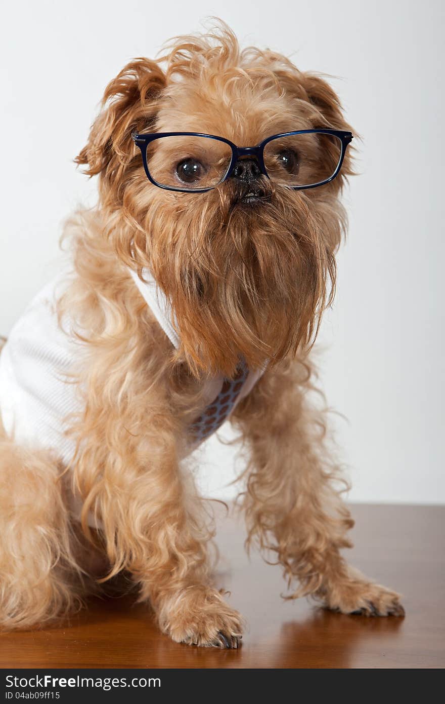 Serious dog in glasses and a shirt with a tie