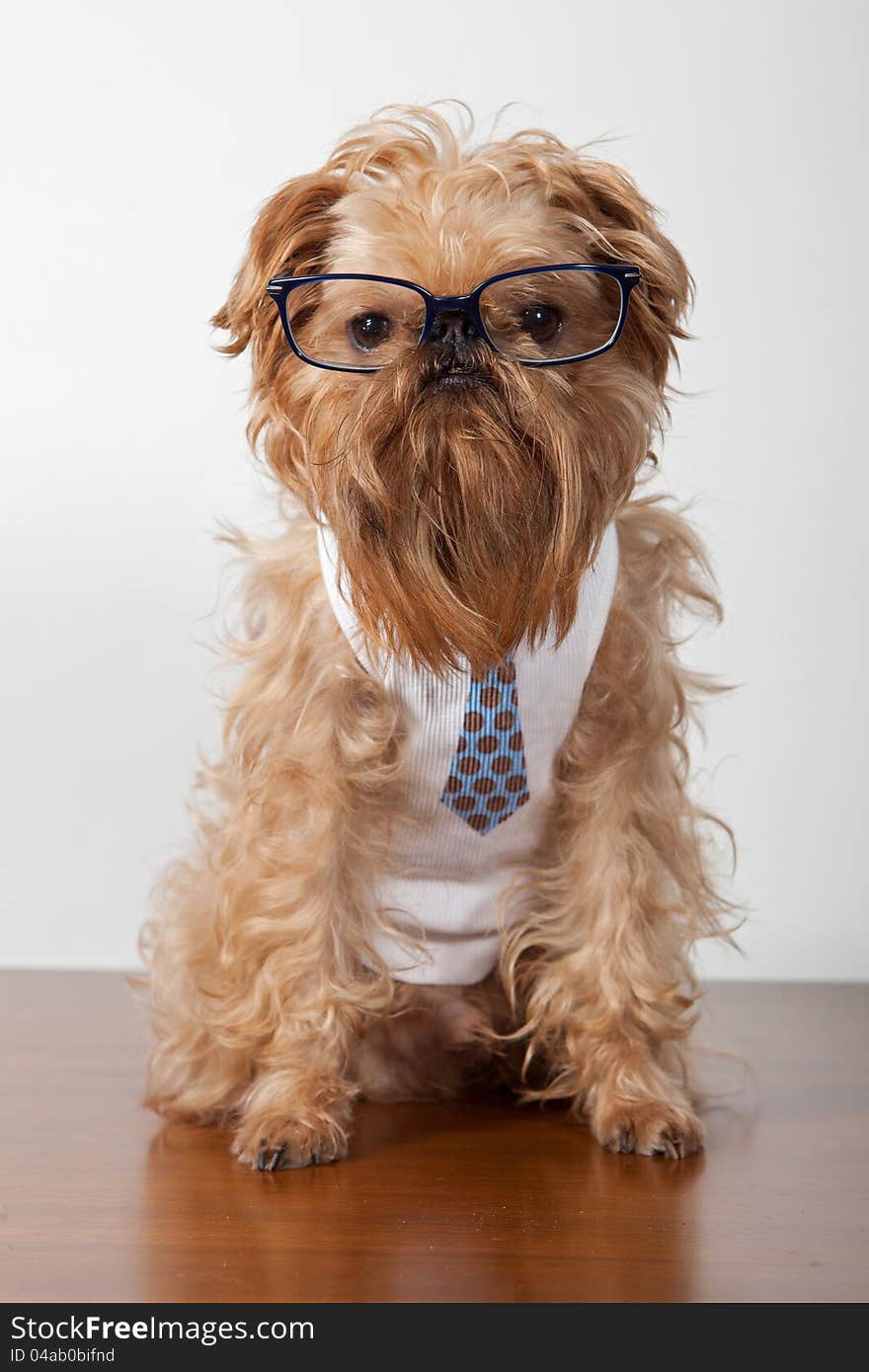 Serious dog in glasses and a shirt with a tie