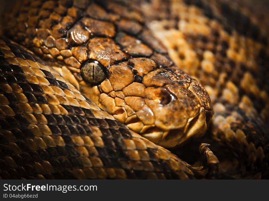 Eye python is very interesting reptile.