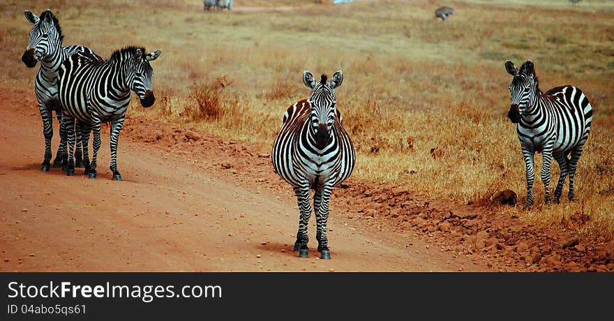 A few zebras block our way in safari. A few zebras block our way in safari