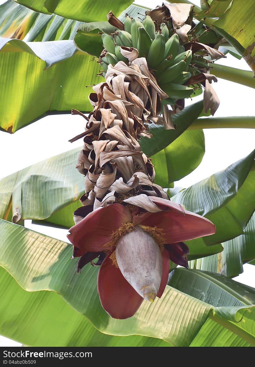 Fresh banana and green leaf. Fresh banana and green leaf