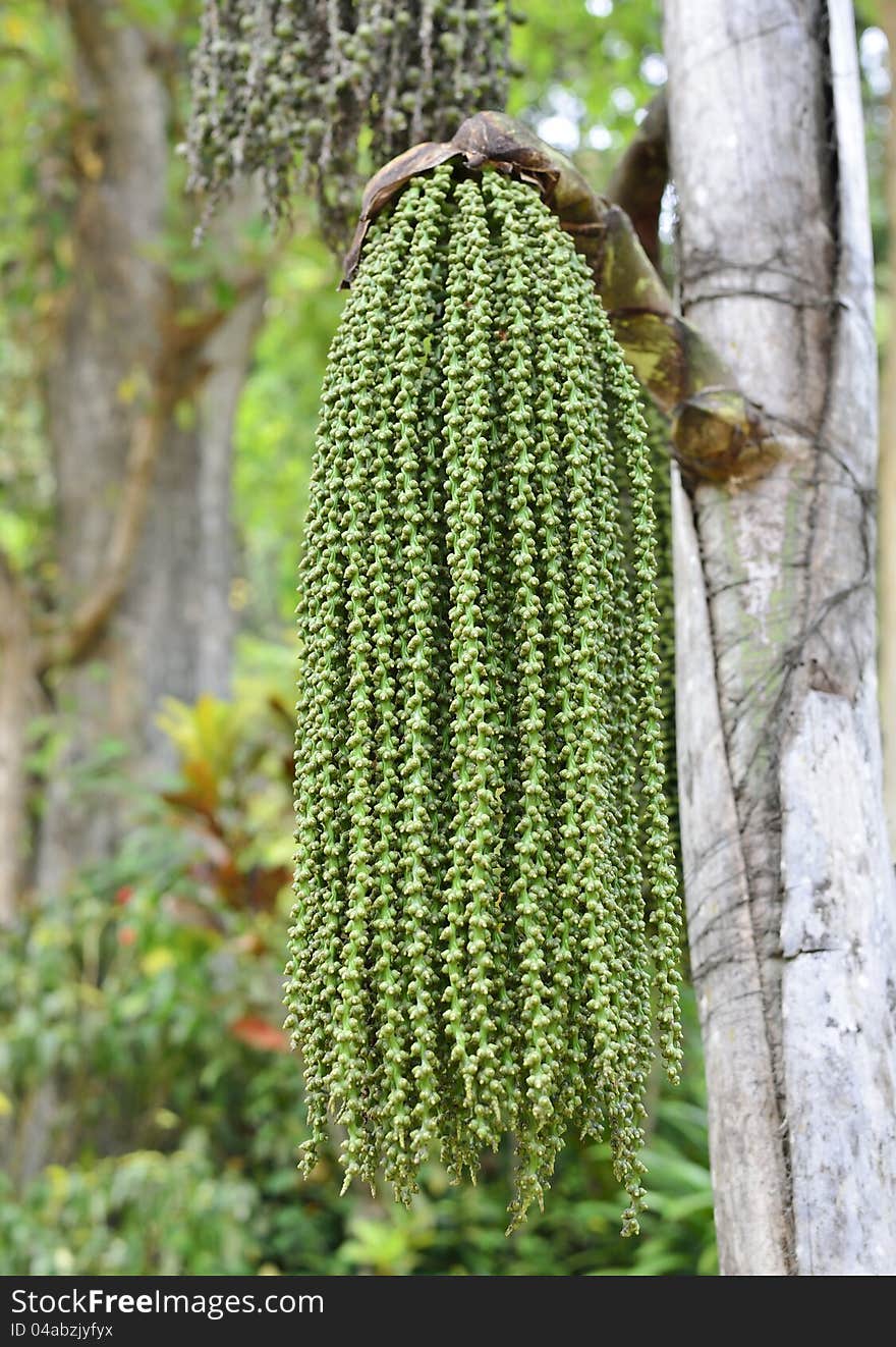 Young green fruits of the palm tree