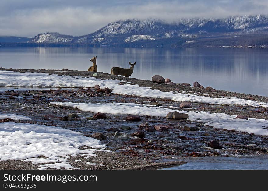 Two White Tail Deer At Snyder Creek 1