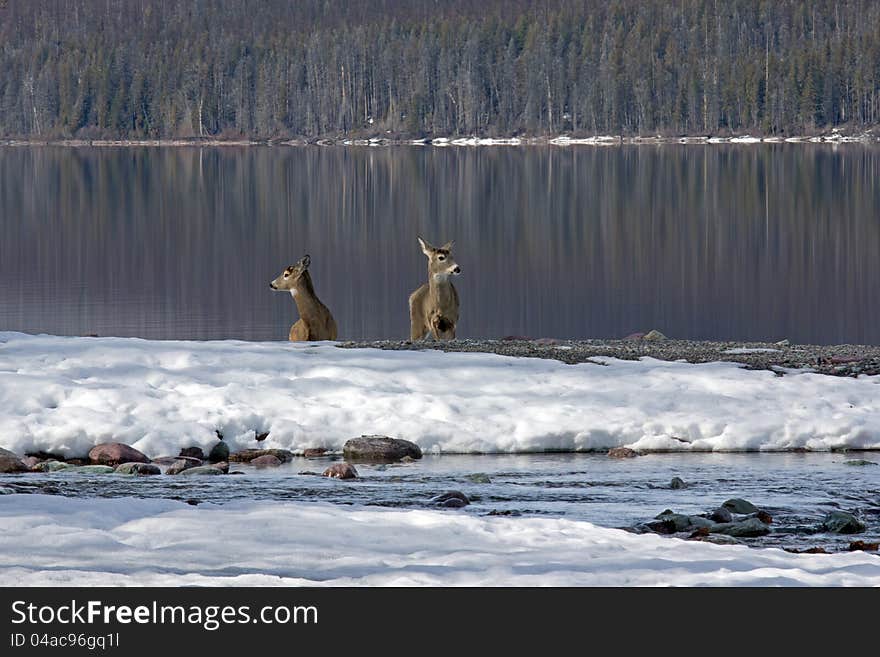 This image of the two white tail deer standing along Lake McDonald was taken where Snyder Creek empties into the lake in Glacier National Park, MT. This image of the two white tail deer standing along Lake McDonald was taken where Snyder Creek empties into the lake in Glacier National Park, MT.