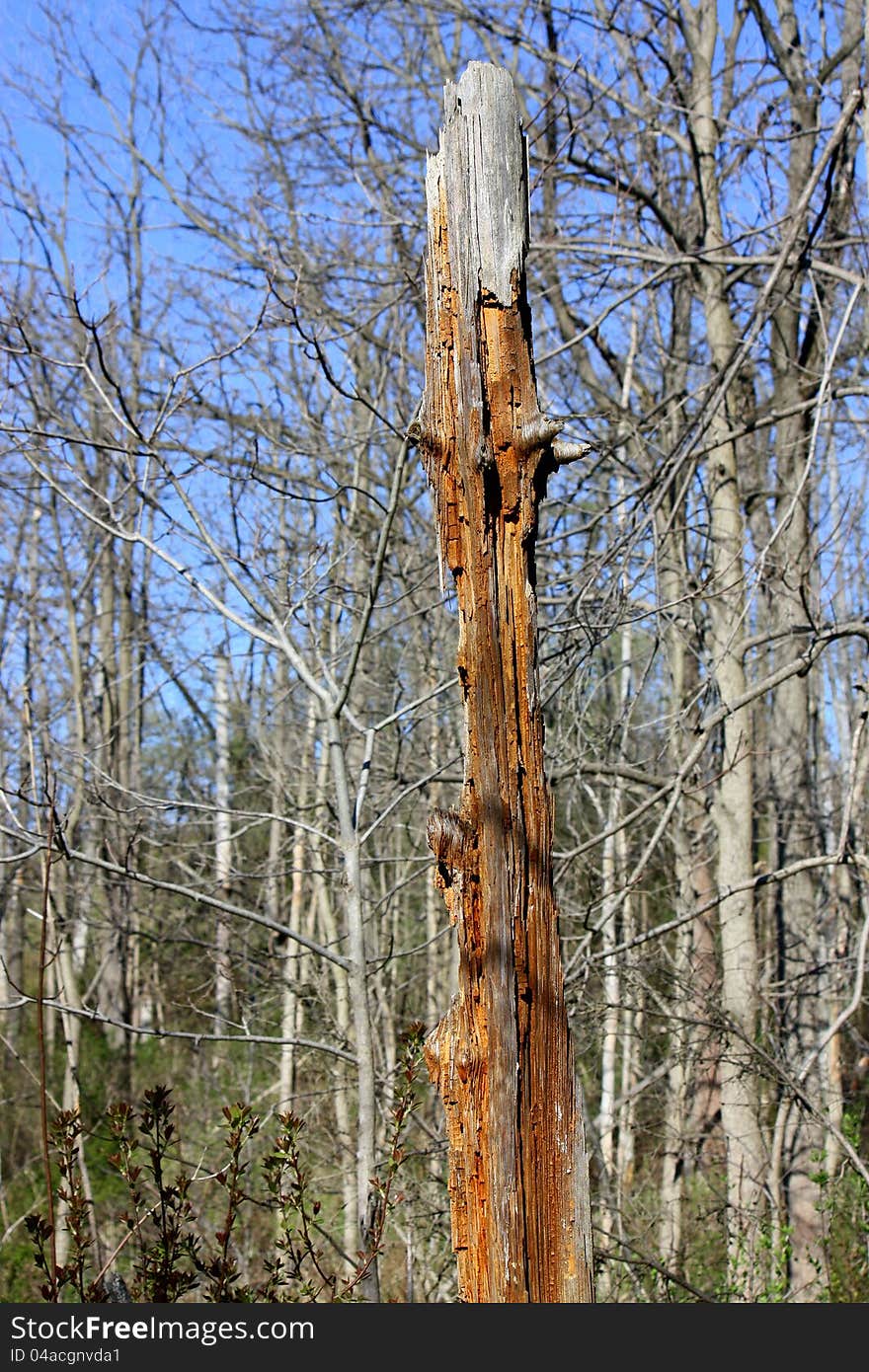 Dead wood standing in the woods