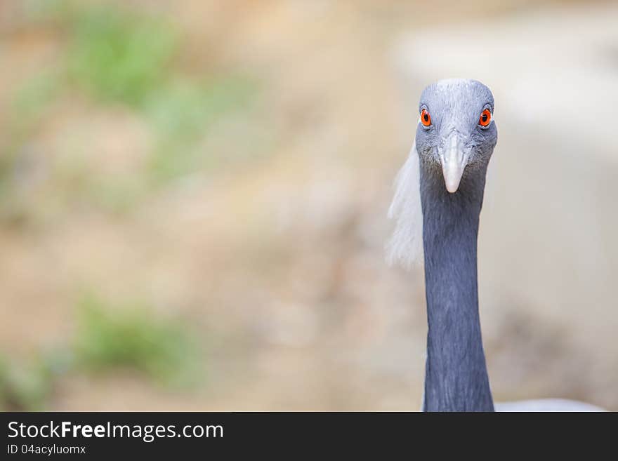 Strange looking Demoiselle Crane (Antropoides Virgo). Strange looking Demoiselle Crane (Antropoides Virgo)