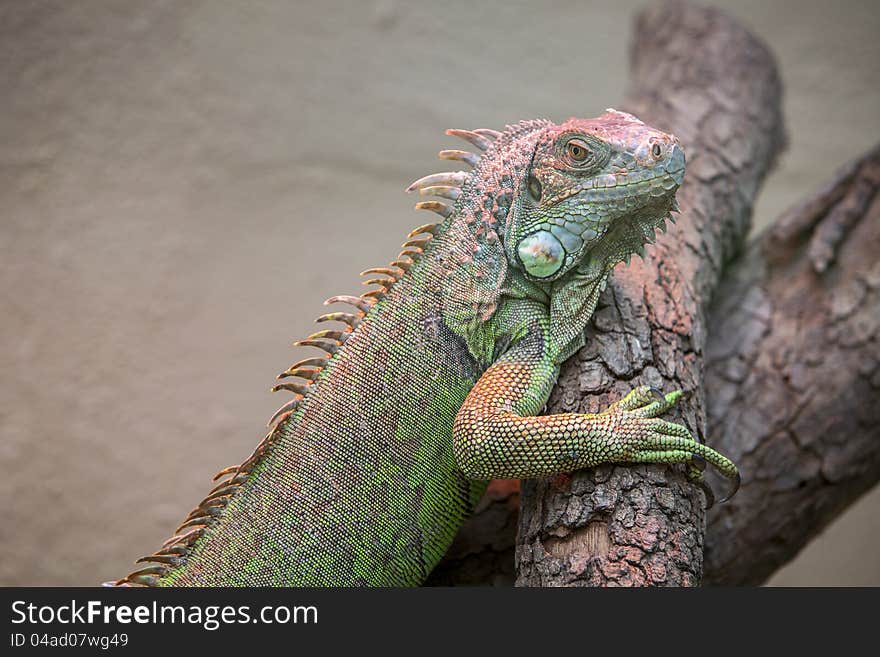 Colorful Lizard climbing slowly to a tree