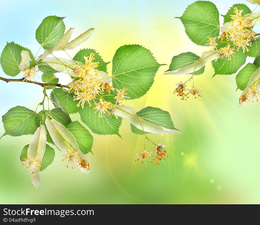 Abstract Background Of A Linden Garden