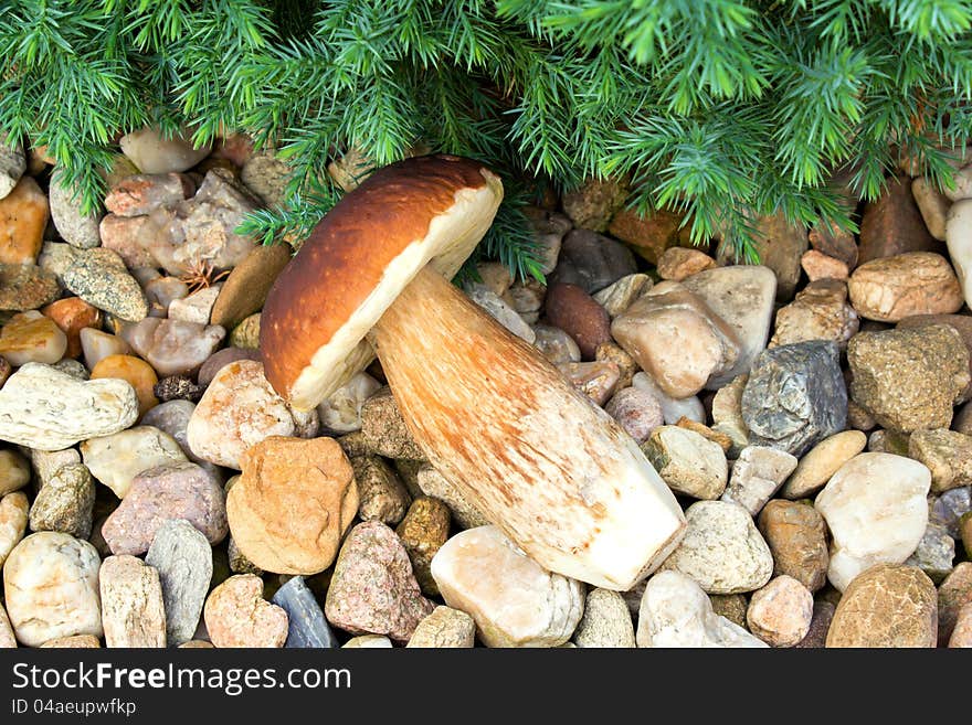 Detail of boletus mushroom founded in forest. Detail of boletus mushroom founded in forest