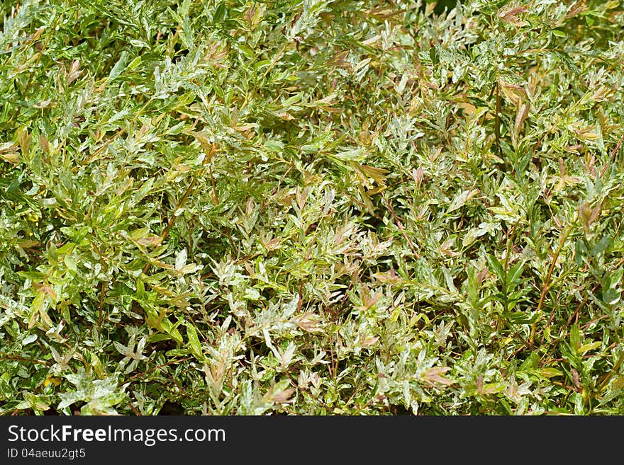 Green leaves texture for background or backdrop use