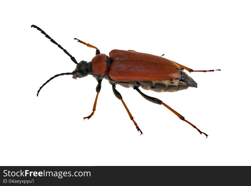 Red bug isolated on white background