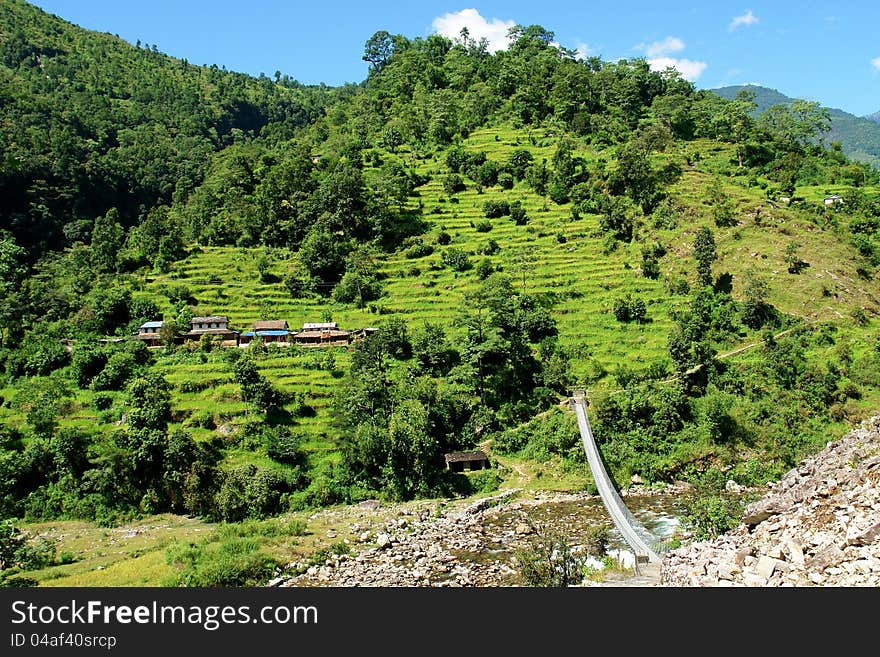 Green rice fields landscape