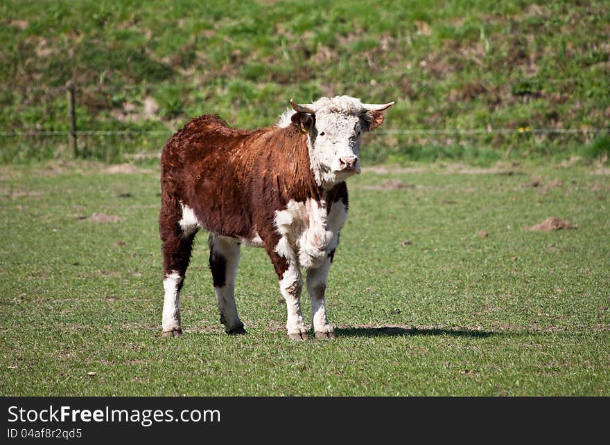 Hereford cow red on a farmland