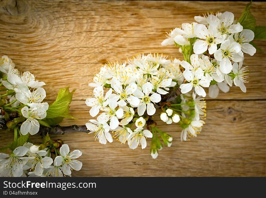 Blossomed cherry branch on wooden background. Blossomed cherry branch on wooden background