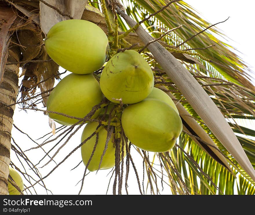 Clusters of green coconuts close-up hanging on palm tree