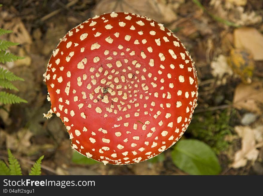 Red Hat Toadstool details , Amanita muscaria in a forest stand , red hat with white polka dots , violently poisonous mushroom , vegetation and vegetation in Central Europe. Red Hat Toadstool details , Amanita muscaria in a forest stand , red hat with white polka dots , violently poisonous mushroom , vegetation and vegetation in Central Europe