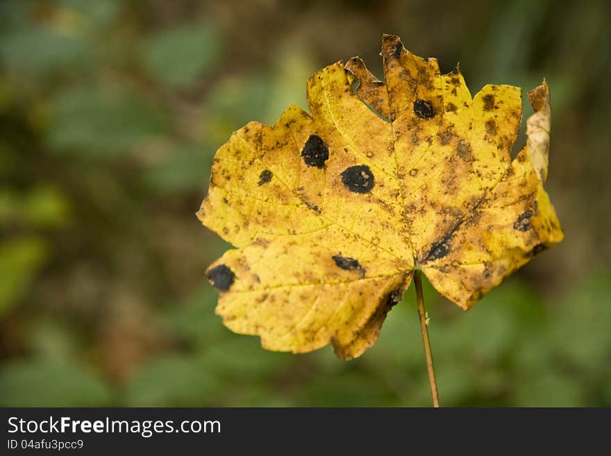 Yellow maple leaf disease on a blurred background