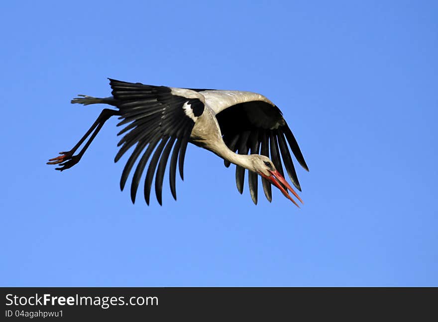 Stork