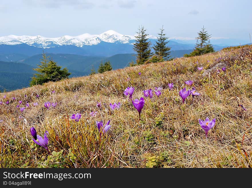 Spring landscape in the mountains with the first crocuses flower. Ukraine, the Carpathian mountains. Spring landscape in the mountains with the first crocuses flower. Ukraine, the Carpathian mountains