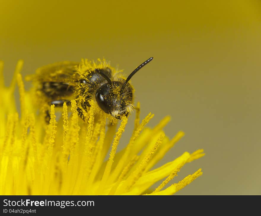 Bee on dandelion pollen covered. Bee on dandelion pollen covered