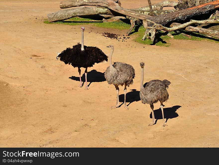 A male ostrich and his two females. A male ostrich and his two females