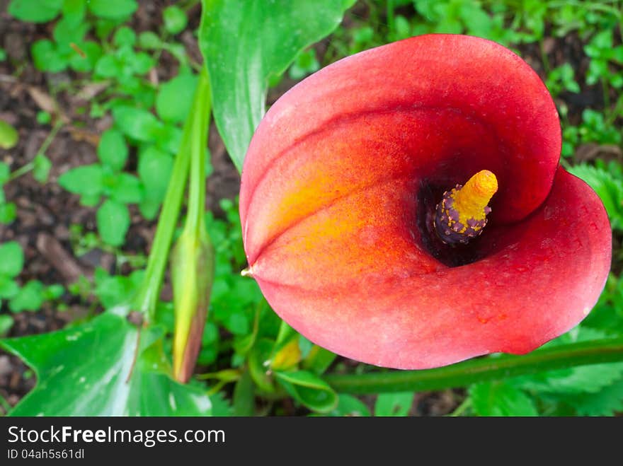 Red calla in the summer garden