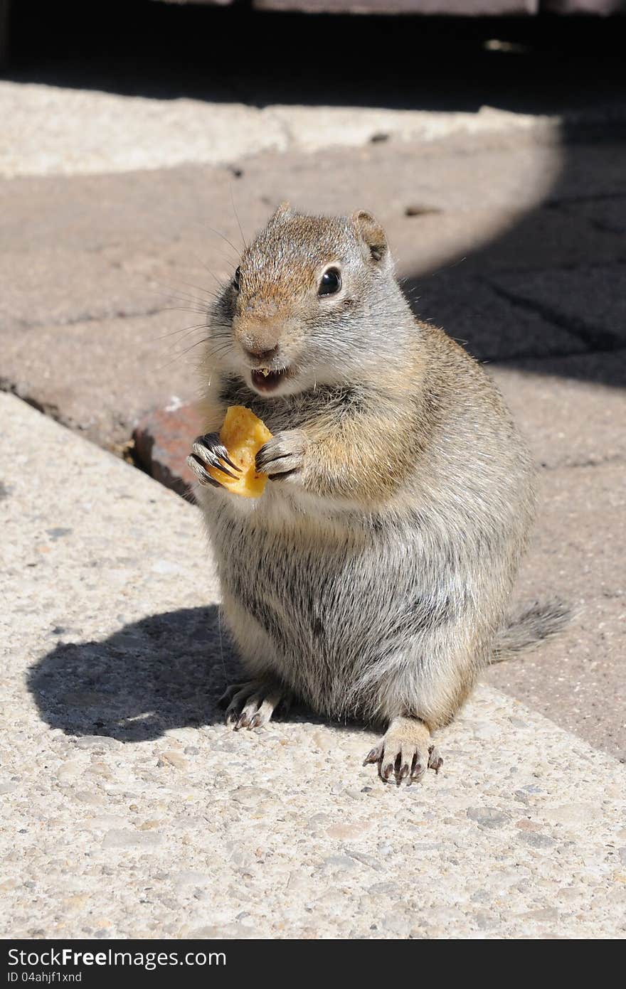 Uintah Ground Squirrel - Sciuridae Spermophilus armatus - eating a corn chip in Utah. Uintah Ground Squirrel - Sciuridae Spermophilus armatus - eating a corn chip in Utah