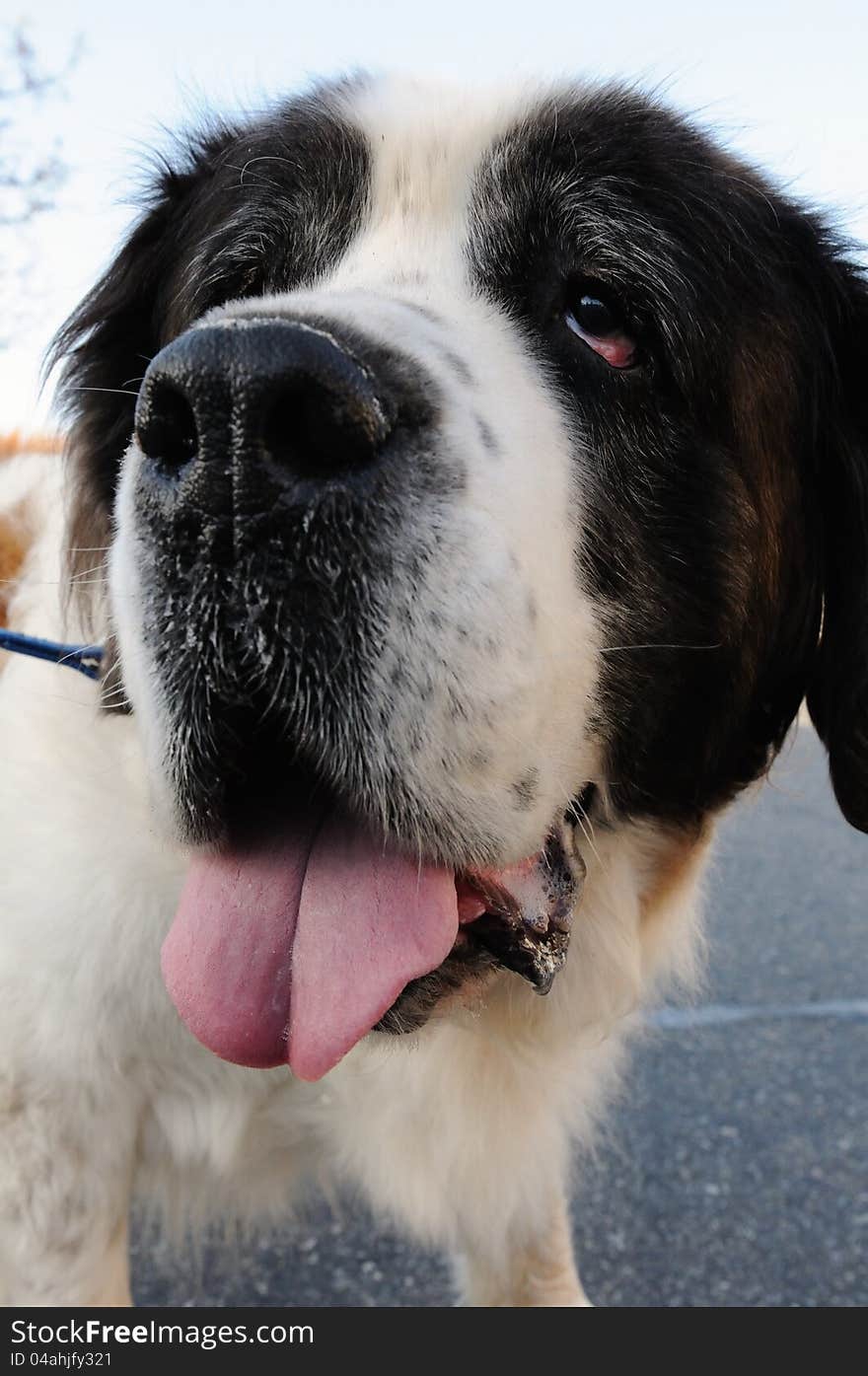 Close-up of a dog's face - a sweet Saint Bernard