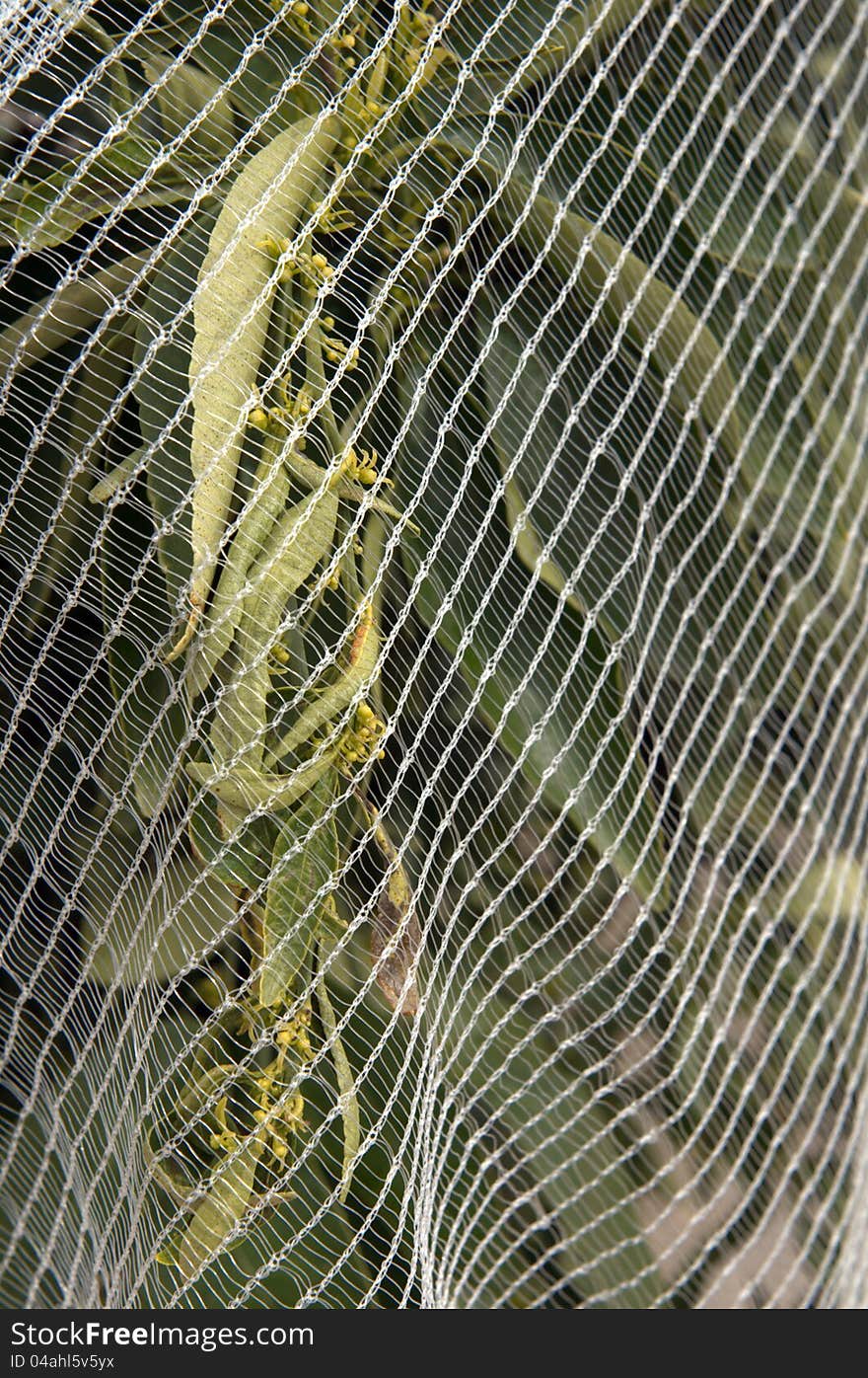 Orange Trees under netting