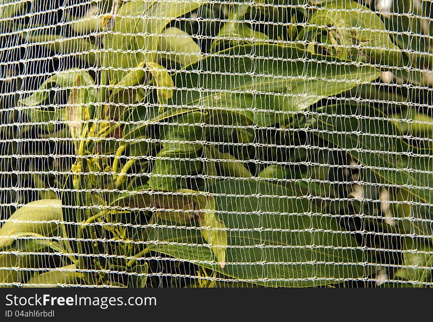 Netting covering orange trees in California. Netting covering orange trees in California